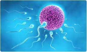 best ways to Increase Sperm Count